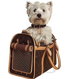 burberry dog collection